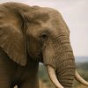 elephant.1000
