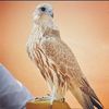 ahmadadam964