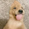 lolomogahha