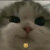 moachutchut