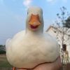 mareenandtheduck