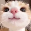djtkhoevl