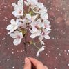 pandatae_95