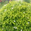 mahiya4988