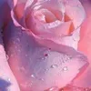teresadelimas6