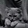 fani_777_888
