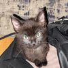 tabby_butter