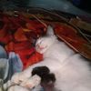 nur28_111