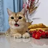 nguyenmy6692