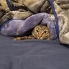 cat_airlines324