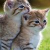 Cat Rescue Club