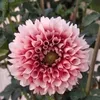 emma_7.4.0