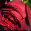 fatie.rose