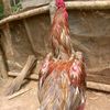 taufik0506000