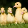 budidit_pato
