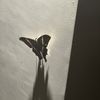 tornes_zuproc