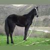 khalil.setif2