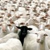konnertheblacksheep