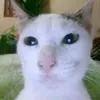 han_wew