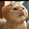 themiwlep79