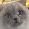 technoundkatzen