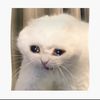 sadcatmeme2