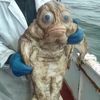 meduzamdz1