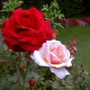 user262060316574