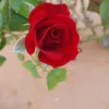 amiraahmad5199