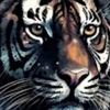 tiger_4702