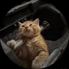 cat🐈猫