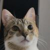 king.el.gatito
