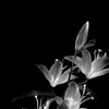 ang.el_64