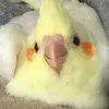 bababoy000007