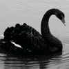 blackswan0125