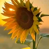 sejasempreluz22
