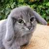 kirun_11_lol_2