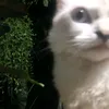jammbellllllll