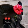 ommehafsa5