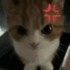 6qi.q