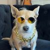 love_ofdogs