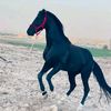 mohamedalkoo7