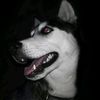 wolf.dark.cursed