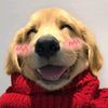 hippyhappyjibi