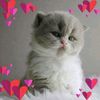 tofa.mahrous