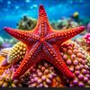 etoile_de_mer.0