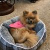 imhoneythepomeranian