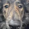 frosjathedog