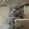 popcat1493