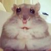 shnooflepuff